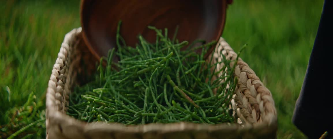 A person is harvesting vegetables and putting them in a basket