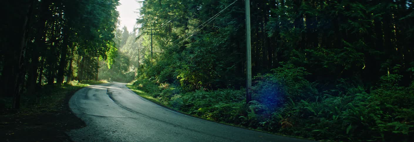 Curved road surrounded by dense forest and poles