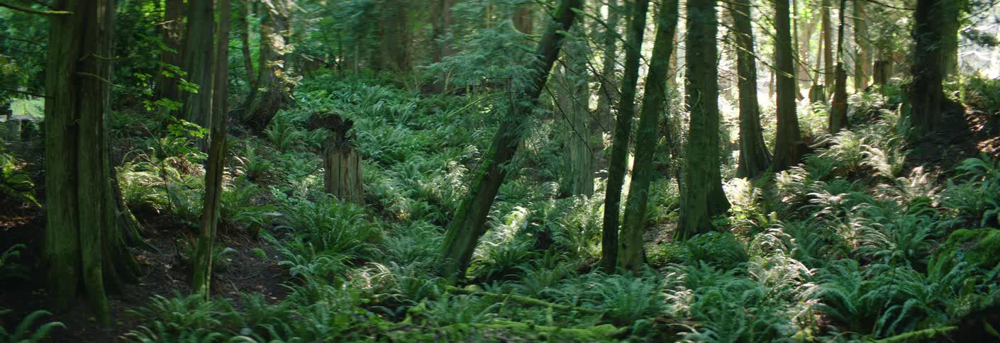 Dense vegetation with tall trunks and ground covered in moss and ferns