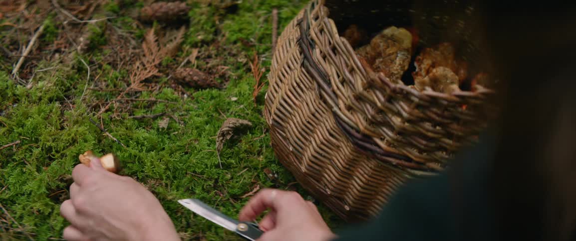A person carefully harvests a wild mushroom from a mossy forest floor using a small folding knife after cutting the stem they place the find into a rustic wicker basket already filled with several other orangehued mushrooms