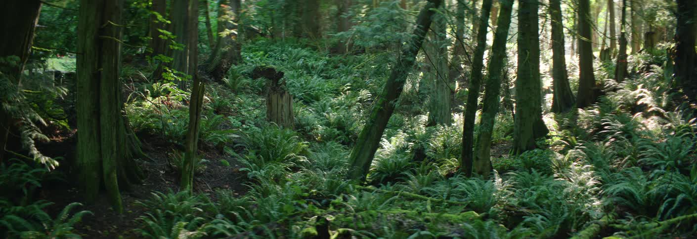 A view shows many green trees and ferns in a dense forest while the sun shines through the branches during a bright day