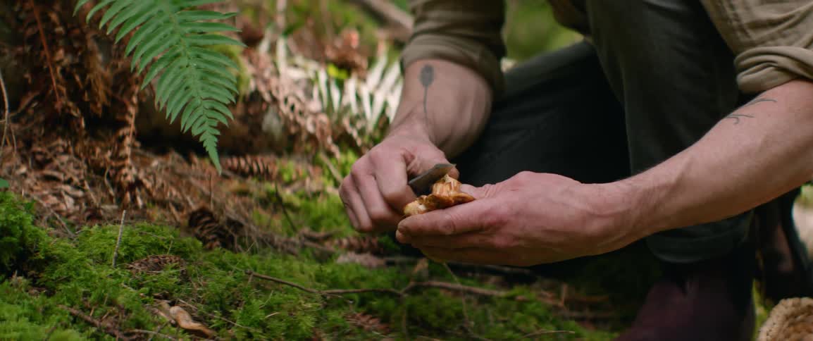 Person kneeling harvesting mushroom on mosscovered ground