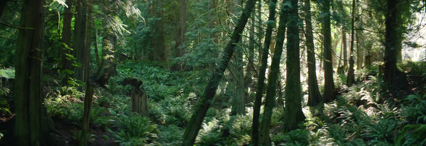 A view shows many green trees and ferns in a dense forest while the sun shines through the branches during a bright day