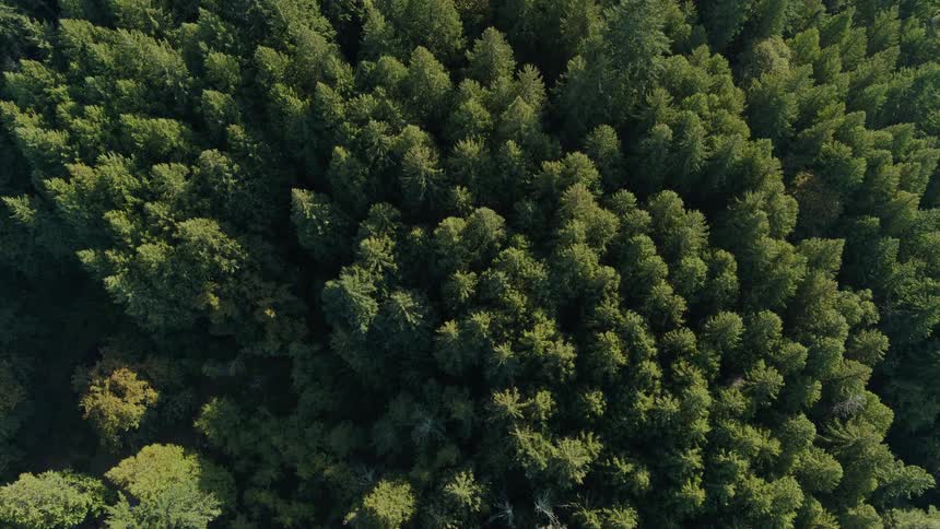 An aerial view shows a dense forest of tall green trees stretching out in all directions