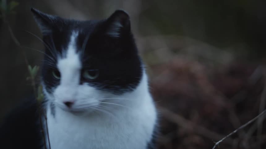 Black and white cat with blue eyes among dry branches