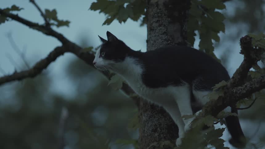 A tuxedo cat perched high on a tree branch looks intently into the distance during the dim light of dusk it then carefully adjusts its position and begins to climb down the trunk disappearing into the dark foliage