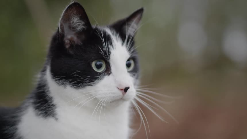 A black and white cat looks up then turns its head to scan its surroundings with alert open eyes and twitching ears