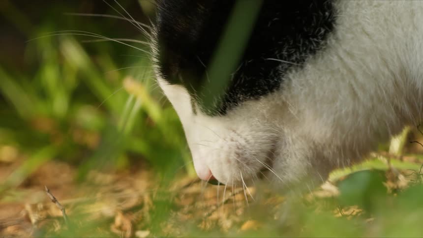 A close view shows a black and white cat as it eats small pieces of food on the ground among green grass during a sunny day