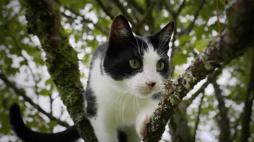 Black and white cat with green eyes on mossy branch