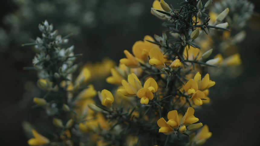 Delicate yellow blossoms clustered on a dark spiky shrub softly lit against a blurred moody green background