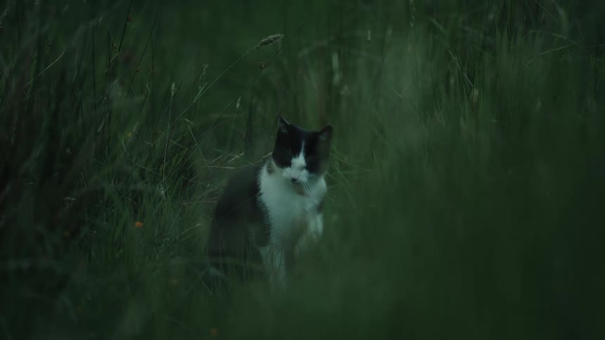 The cat is licking its paw in the long grass