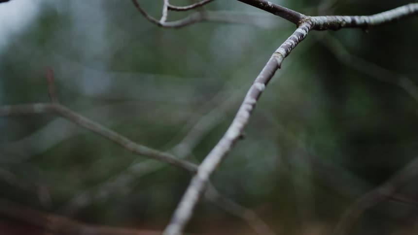 Tree branches have no leaves on them in the winter