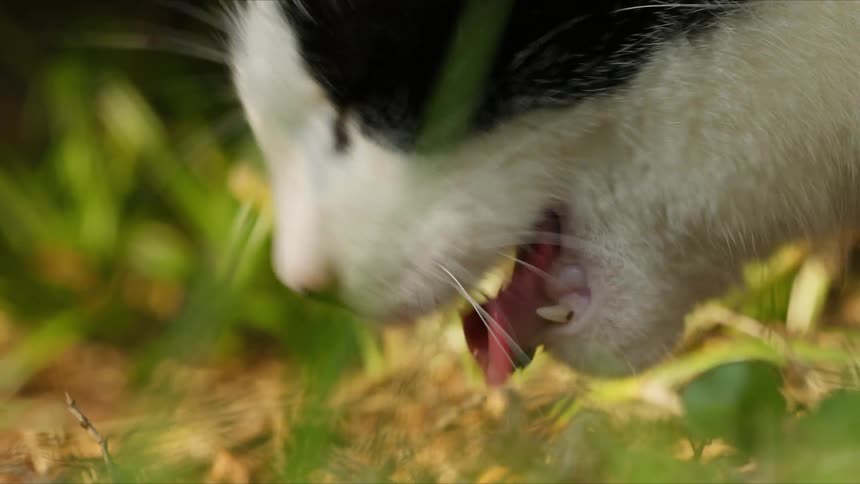 A black and white cat eating grass