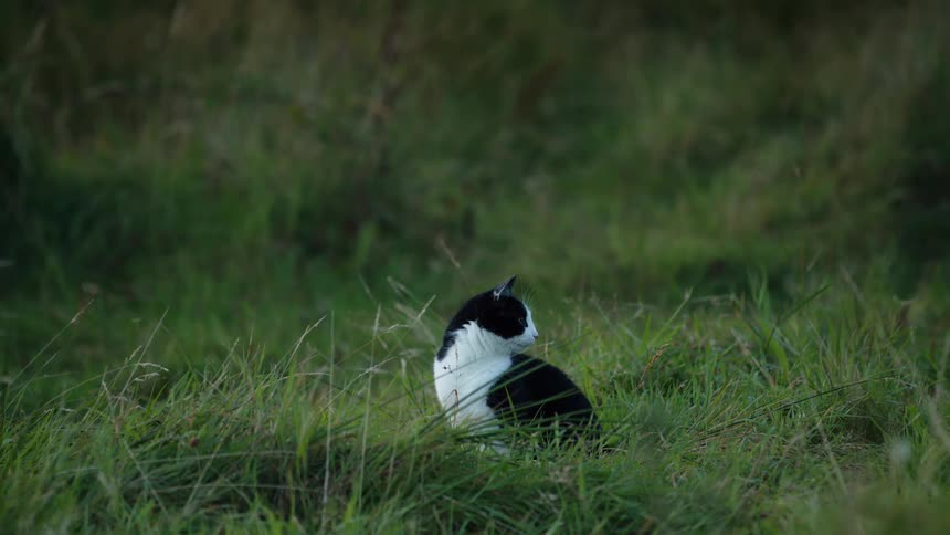 Black and white cat sitting in tall grass gazing forward attentively