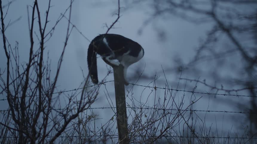 At dusk a black and white cat perches on top of a wooden fence post before leaping down