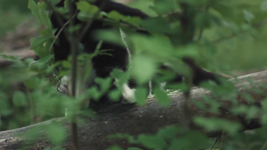 White cat paw among green leaves on fallen log