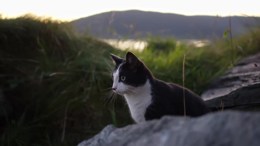 A black and white cat sits near tall grass and rocks looking out toward a distant hill and body of water it briefly licks its nose and turns its head before moving out of the frame toward the right