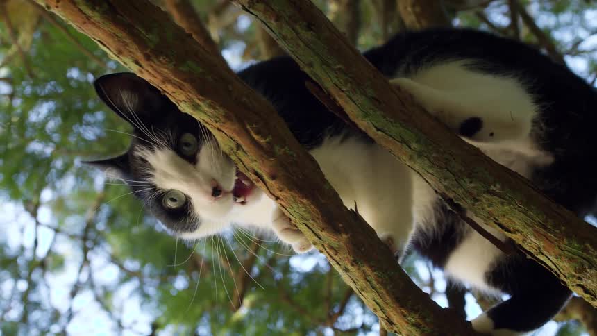 Cat climbing on a tree branch playing and it jumps down