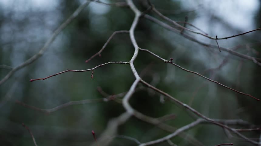 A slender leafless branch cuts through a softly blurred forest