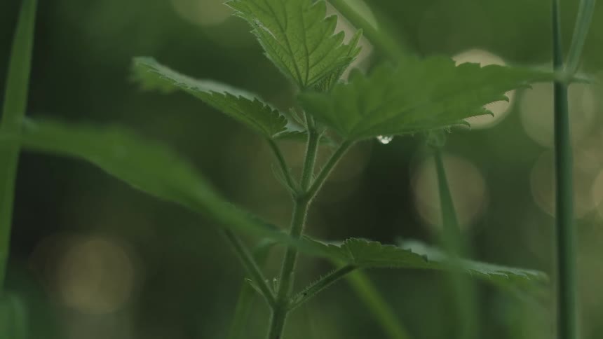Closeup view of nettle plant leaves
