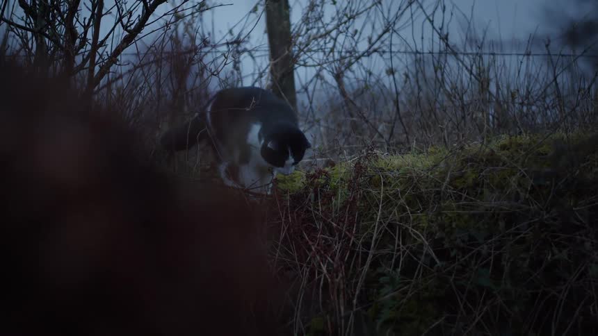 A cat pauses before jumping off a country wall