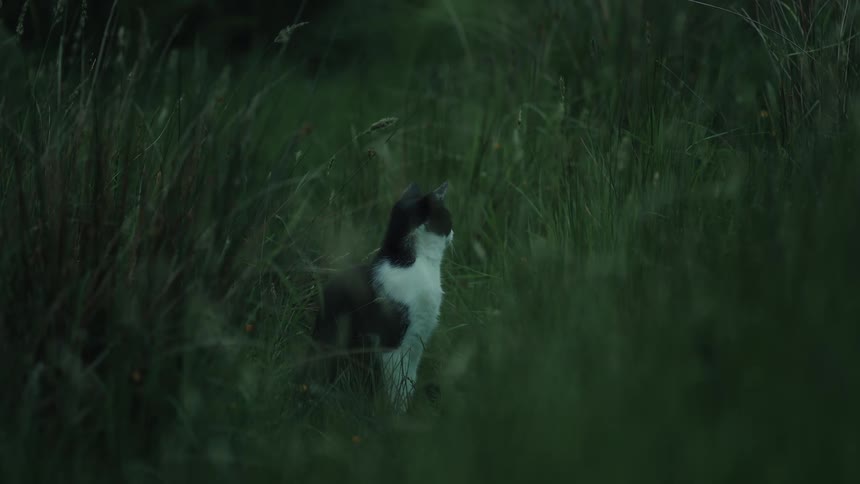 A black and white cat sits alert in a field of tall dark grass during the twilight hours it shifts its gaze from the camera to the right appearing curious or cautious of its surroundings