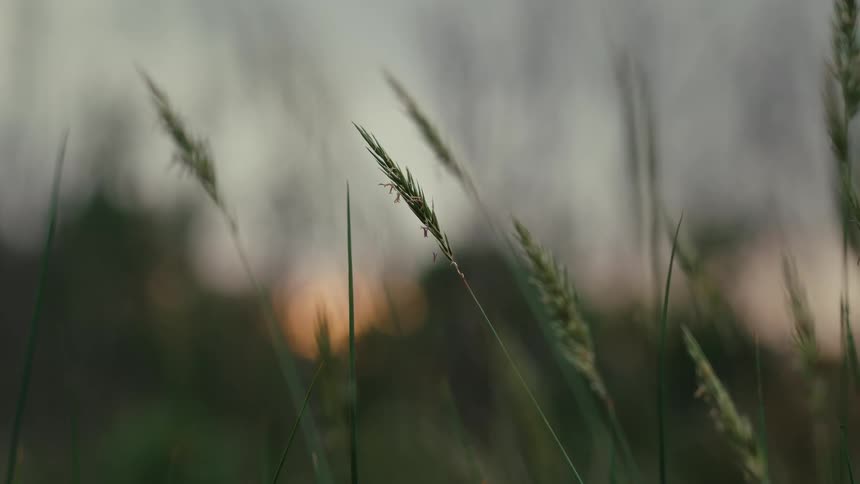 Grass and vegetation in a field moves in the breeze at sunset