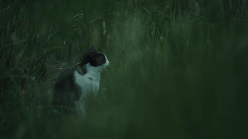 A view shows a black and white cat sitting in tall green grass while looking around in a field during the twilight hours