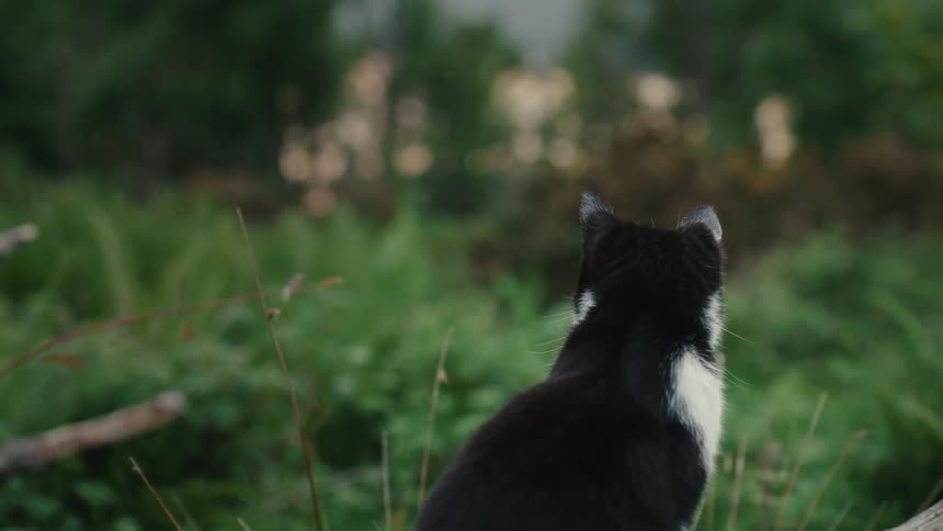 A black and white cat sitting outside