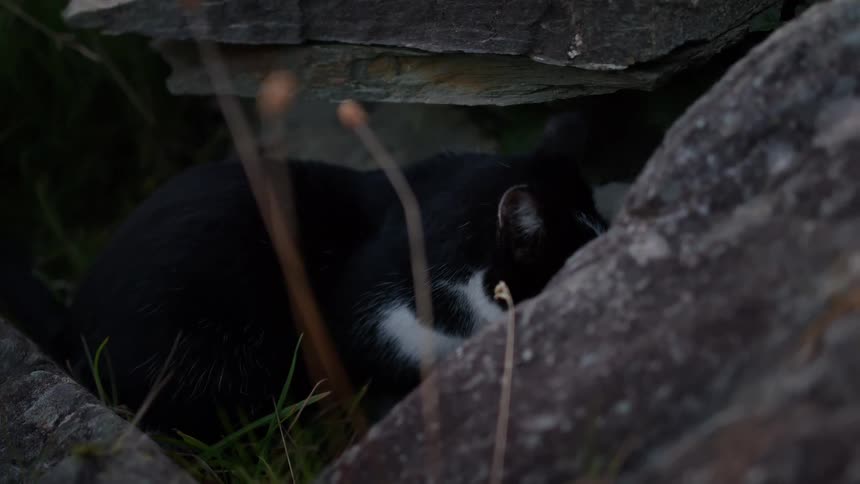 Black and white cat resting among rocks and tall grass in shaded setting