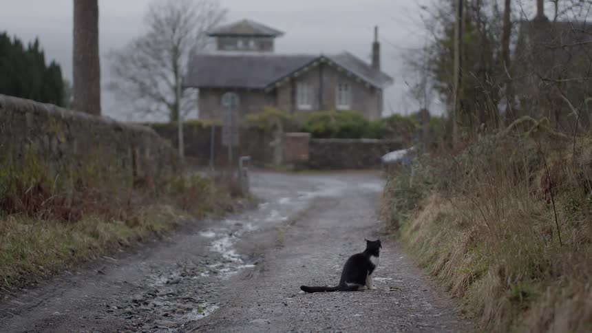 Black and white cat sitting on muddy path facing stone house among leafless trees