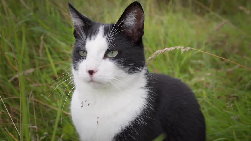 A black and white cat sits in tall grass looking around before staring forward