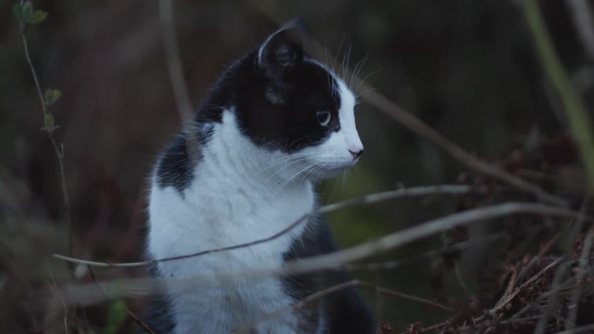 A black and white tuxedo cat sits alert among dry branches in a dimly lit wooded areathe cat shifts its gaze curiously from side to side its bright eyes standing out against its dark fur