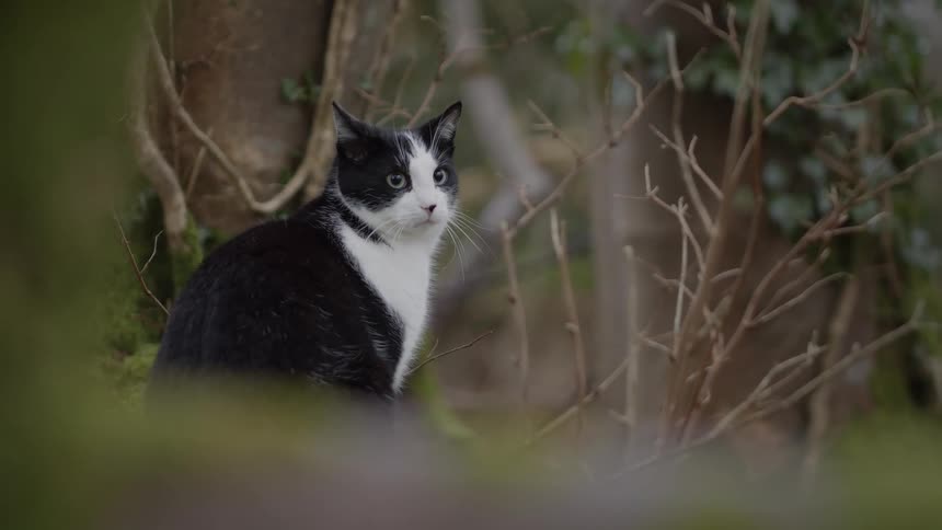 A close view shows a black and white cat as it sits among green plants and brown branches in a forest during the day