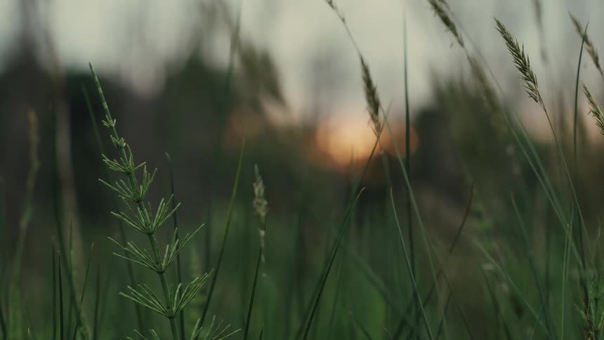 Grass and vegetation moving in the breeze in a rural field at dusk