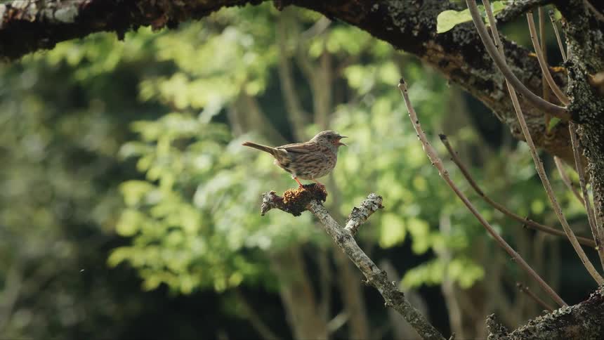 A small bird sits on a branch before flying off