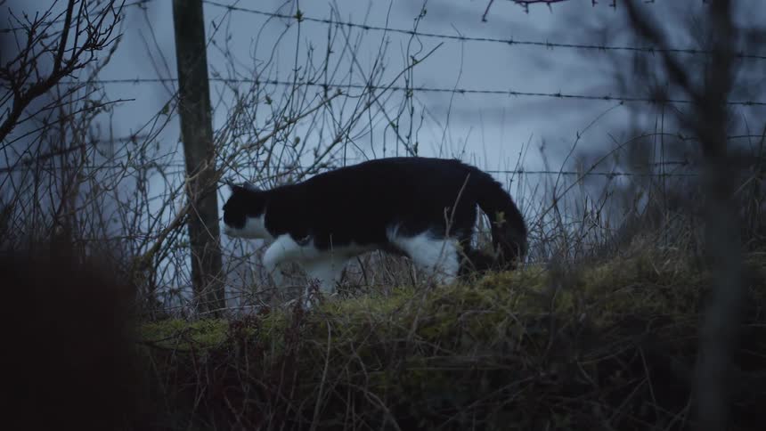 A cat walking around outdoors