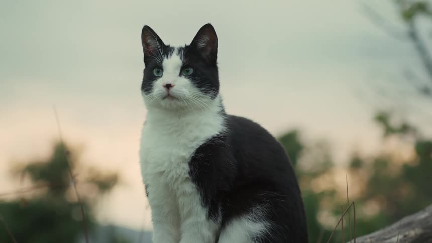 A black and white cat sitting outside