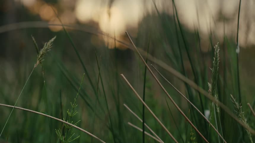 A close view shows many thin green blades of grass and brown stalks in a field during the golden hour as the sun sets