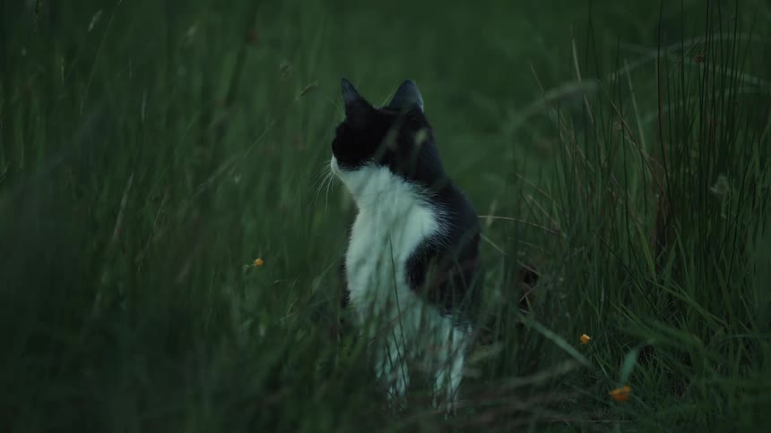 A cat sitting outdoors in long grass