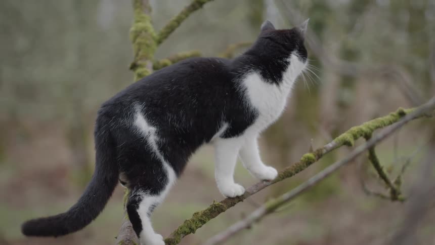 Cat standing on a tree branch biting off bark