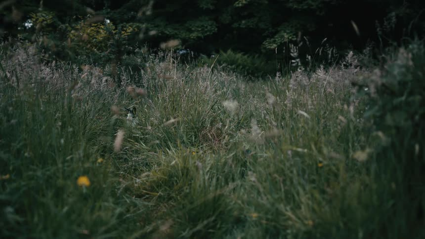 A view of a field full of grasses and hidden cat emerging