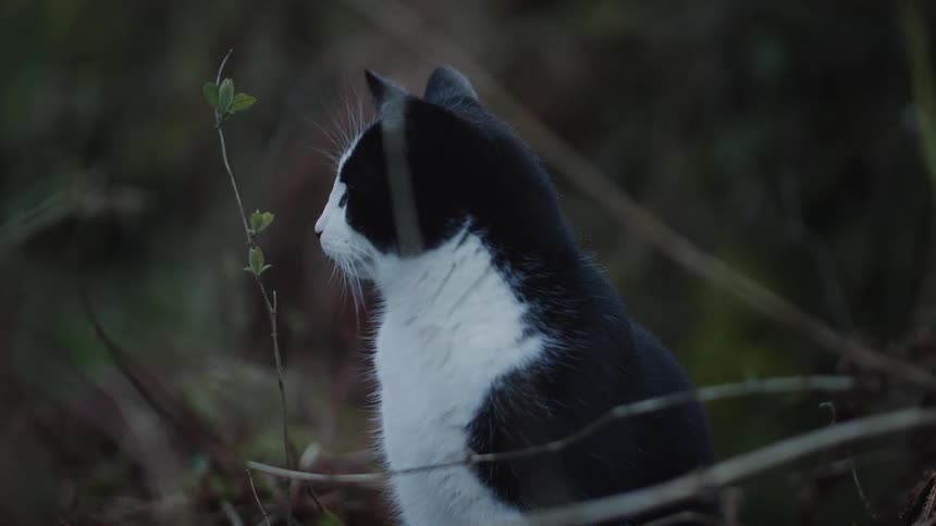A black and white cat sitting outside