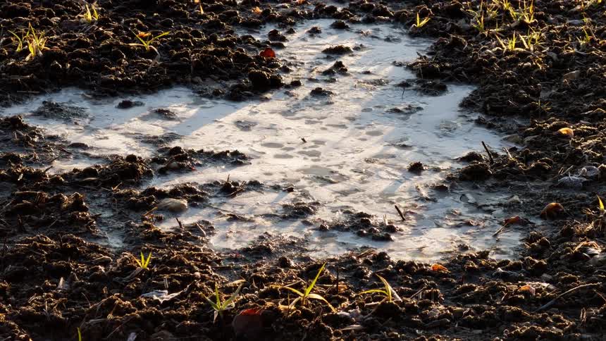 A shallow puddle glistens between clumps of dark soil catching low sunlight as new green shoots push up around it