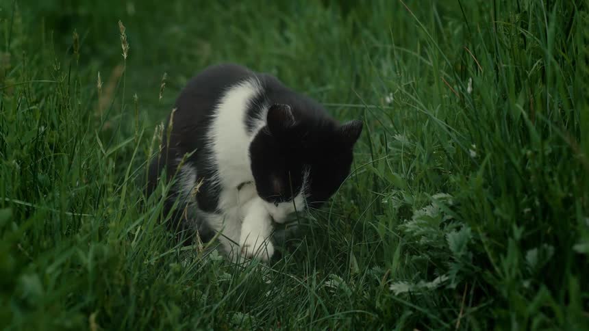 The cat is cleaning itself in the grass