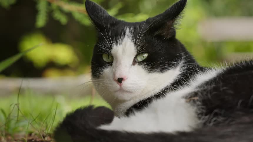 A sleepy black and white cat lying in the grass opens its eyes to look forward before lowering its head