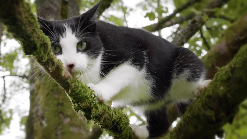 Black and white cat explores mossy branch in green forest