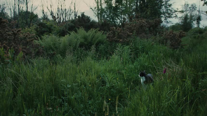 Cat sitting in a field of tall grass and vegetation looks around and walks away