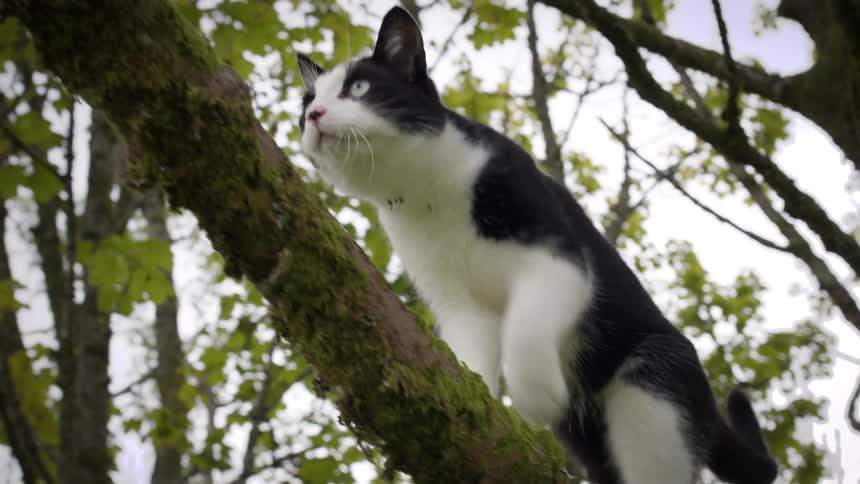 Cat walking across a tree branch and chewing on moss covered bark