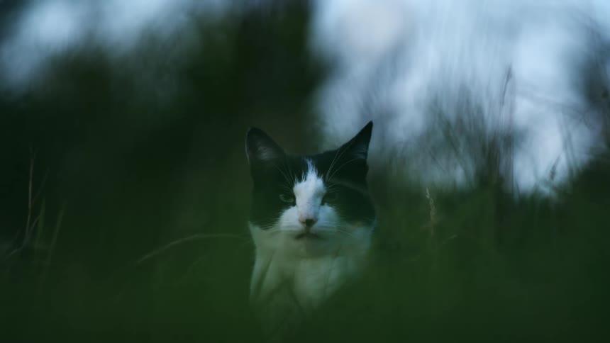 A black and white cat sitting in the grass